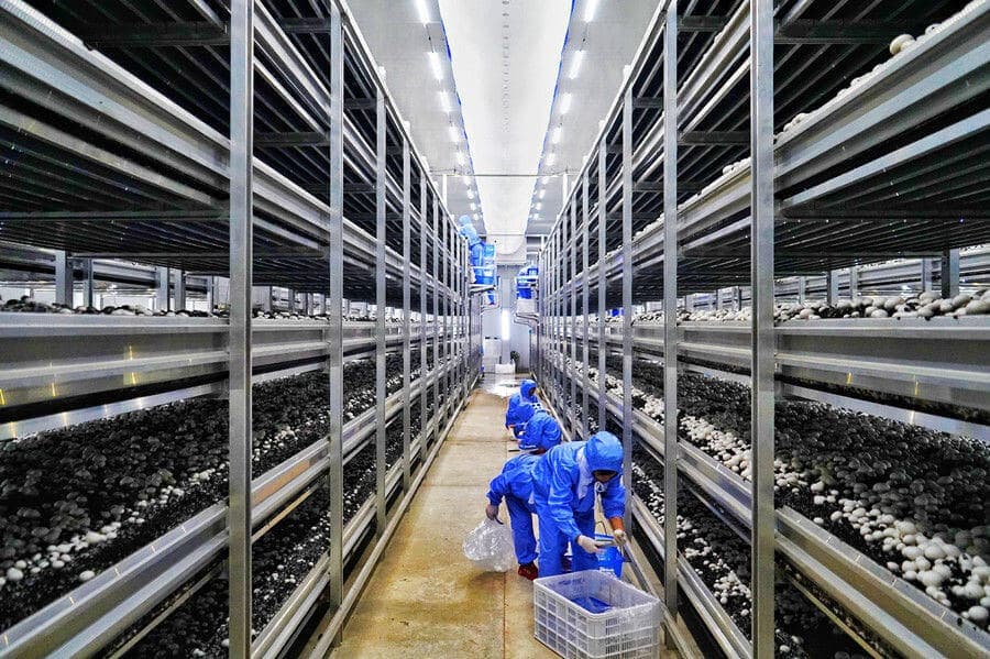 Оборудование для грибівництва