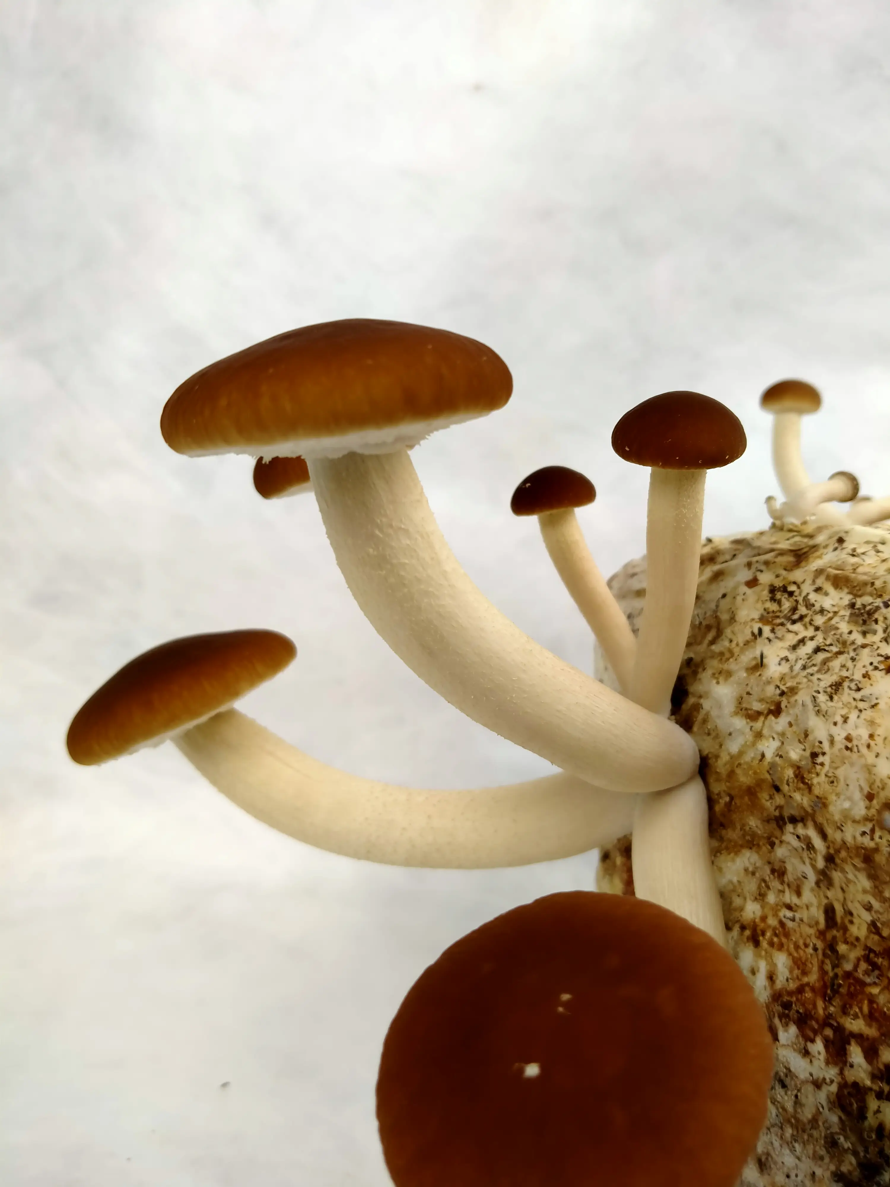 Выращивание экзотических грибов